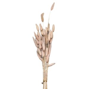 Μπουκέτο Αποξηραμένα Bunny Tails 25 Κλαδιά ροζ 60cm Homie 423129